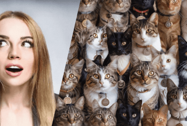 Настоящий вызов для мозга: нужно найти рыбу среди котов за 9 секунд в оптической иллюзии