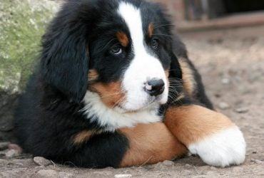 Експерти назвали 7 порід собак з найкращою поведінкою