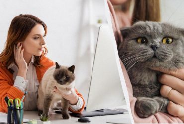 Почему коты мяукают на людей: исследователи выяснили неожиданную причину