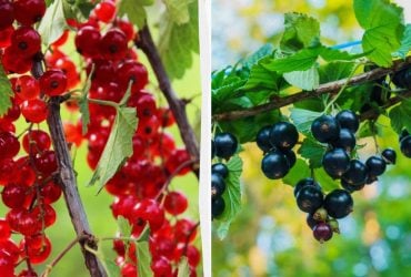 Червона чи чорна: яка смородина корисніша для здоров'я