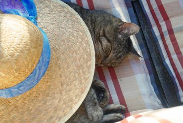 До України мчить спека з Туреччини: синоптик назвав найгарячіші області