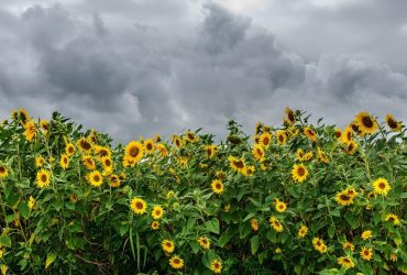 Сьогодні в Україну почнуть заходити грози, але стане тільки спекотніше (карта)