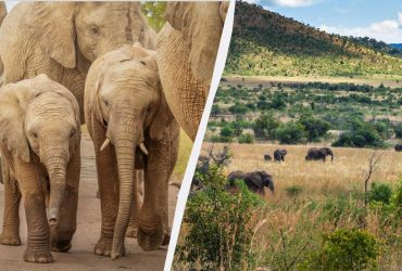 Хотел сделать фото: в Южной Африке туриста насмерть затоптали слоны