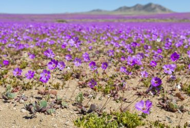 Самая сухая пустыня Земли неожиданно начала цвести