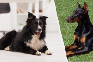 Самые умные в мире: 10 пород собак с блестящим интеллектом