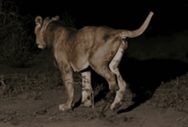 Трехлапый лев совершил самое длинное плавание в истории в водах, кишащих крокодилами