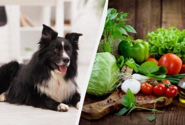 Можно ли давать собаке овощи: ошибка приведет к отравлению