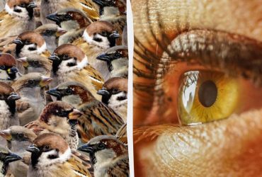 Все видят воробьев, а надо найти ласточку за 8 секунд: очень сложная оптическая иллюзия