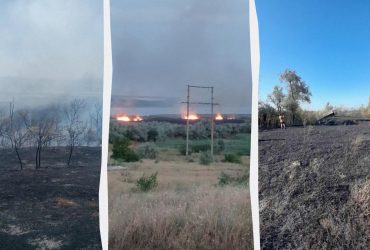 Жахлива пожежа у заповіднику на Одещині: що відомо про долю птахів та тварин