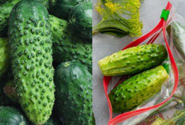Де зберігати огірки: найкращий спосіб від експерта