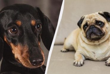 Любят обниматься и сидеть на коленях: 11 самых ласковых пород собак