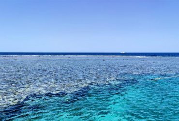 Учені зробили несподіване відкриття в Червоному морі