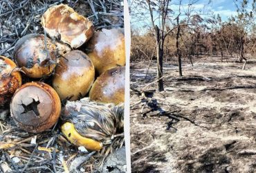 У заповіднику на Одещині сталася пожежа через жінку, яка готувала шашлики (фото)