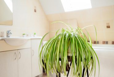 Як прибрати цвіль у ванній: експерт назвав квіти, які видалють токсини та забруднювачі