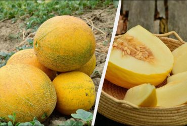 Чому диня несолодка: 5 найчастіших помилок городників