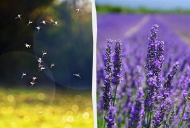 Вони їх ненавидять: експерт назвала 4 рослини, які допоможуть відігнати комарів