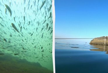 Рыбы много как никогда: эколог показал, что происходит на дне Черного моря (видео)