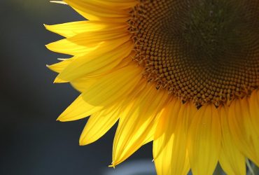 Коли спека покине південь та схід України: синоптикиня назвала точну дату