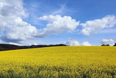 Украинские аграрии победили погоду: НБУ улучшил прогноз урожая на 2025 год