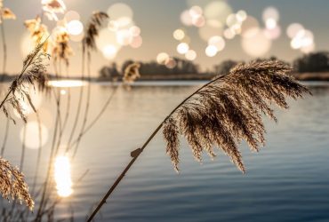 Четверть пресноводных животных находятся под угрозой исчезновения, - исследование