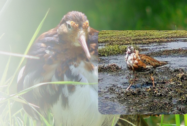 Преодолели тысячи километров: в заповеднике Одесской области отдыхают уникальные боевые кулики