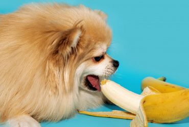 Чи можна собакам їсти банани: ветеринари попередили господарів про наслідки