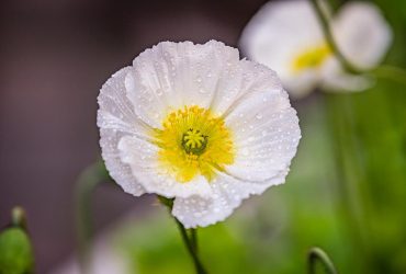 Температура в Києві впаде нижче +20° і задощить: прогноз на 12 червня