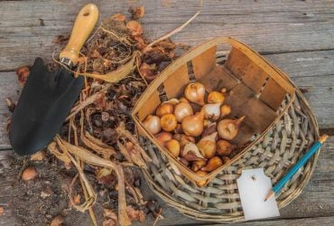 Як зберігати цибулини тюльпанів узимку: чи можна класти їх у холодильник