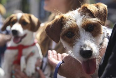 Собаки могут по запаху понять, когда хозяин находится в стрессе, - исследование
