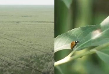 Это чудо, такого нигде на планете нет: в Каховском водохранилище вовсю кипит жизнь, - The Guardian