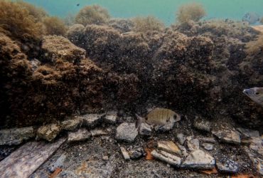 Поблизу Неаполя на дні моря знайшли неймовірну мозаїку часів Римської імперії