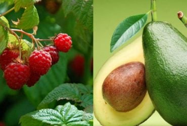 Названы 10 продуктов с самым высоким содержанием клетчатки