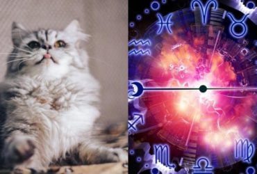 Кот-Рак - ласковый, Кот-Стрелец - активный: что говорит знак Зодиака о вашей кошке