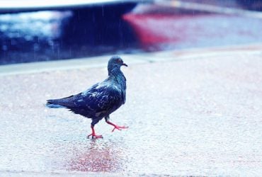 Сьогодні в Києві стане трохи прохолодніше і піде дощ