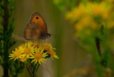 14 августа порадует киевлян теплой погодой: прогноз
