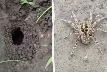 В Сети показали тарантулов под Киевом, Минздрав призывает не верить фейкам (видео)