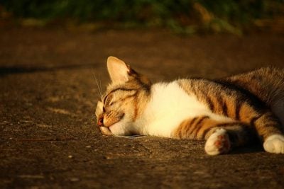 Україну розігріє до +32°: синоптик розказав, де ще триватиме спекотне літо