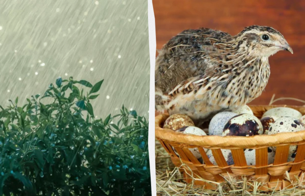 Сьогодні не можна їсти горіхи і яйця: яке свято 3 липня, прикмети і заборони дня