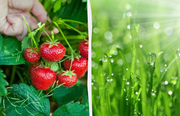 Обов'язково потрібно з'їсти суницю: яке свято 9 липня, прикмети та заборони дня