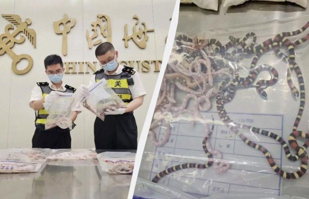 Чоловік намагався пронести в аеропорт понад сотню змій: ховав він їх у себе в штанях