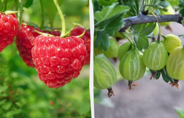 Потрібно зварити малинове варення: яке свято 14 липня, прикмети і заборони дня