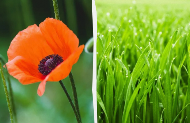 Не можна відмовляти в допомозі: яке свято 16 липня, прикмети і заборони дня