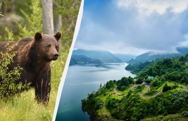 У Румунії на популярному гірському маршруті ведмідь убив 19-річну туристку: влада б'є на сполох