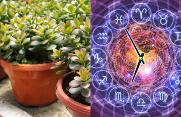 Козеріг - грошове дерево, Риби - англійський плющ: найкраща кімнатна рослина за знаком Зодіаку