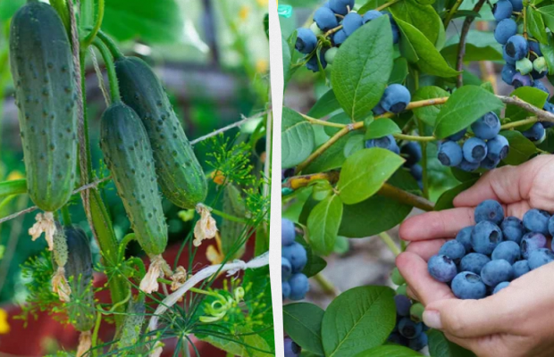 Сьогодні потрібно закопати огірок на городі: яке свято 22 липня, прикмети і заборони дня