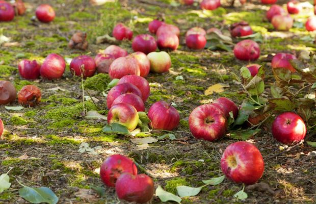 Як зберігати яблука свіжими місяцями: корисні поради від експерта