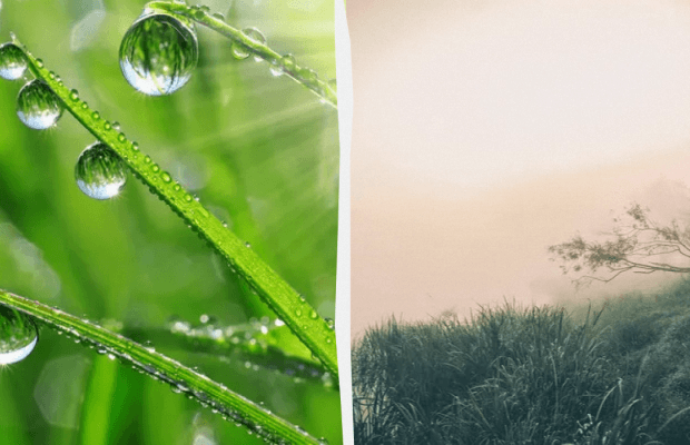 Потрібно вранці походити по росі: яке свято 25 липня, прикмети і заборони дня