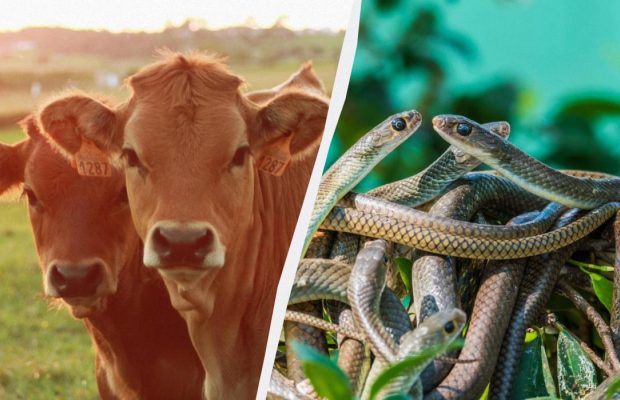 Потрібно берегтися змій: звичаї в народне свято 9 серпня