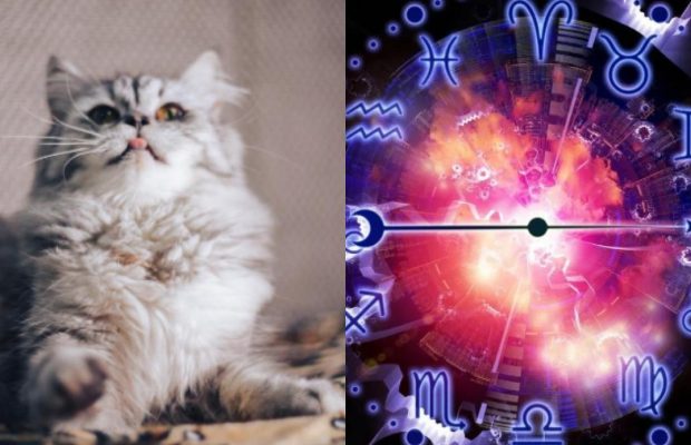 Кіт-Рак - ласкавий, Кіт-Стрілець - активний: що говорить знак Зодіаку про вашу кішку