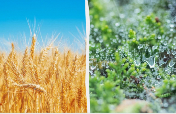 Сьогодні не можна консервувати огірки: яке свято 1 серпня, прикмети і заборони дня